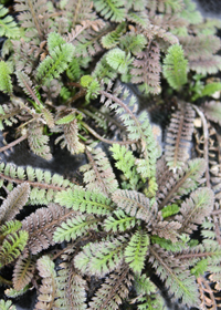 Leptinella southeyi